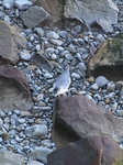 SX24781 Seal pup among rocks.jpg